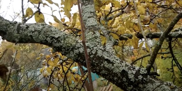 Обработка сада осенью от болезней и вредителей: удалите лишайник на стволе дерева жёсткой щёткой