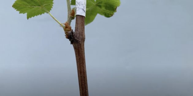 Как посадить виноград. Так выглядит ствол здорового саженца