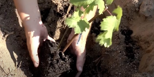 Как посадить виноград. Поместите саженец на дно посадочной ямы