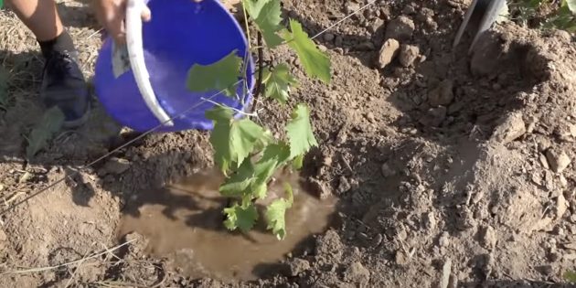 Как посадить виноград. Вылейте под корень винограда 20 л воды