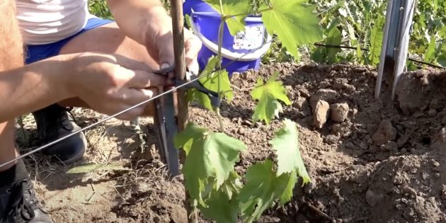Как посадить виноград. Подвяжите стебель винограда