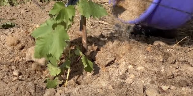 Как посадить виноград. Засыпьте приствольный круг вокруг стебля винограда грунтом