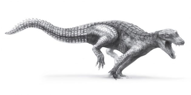 Крокодилы вполне успешно эволюционируют