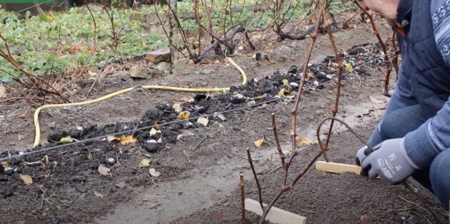 Как укрыть виноград на зиму: на земле разложите небольшие деревянные бруски или куски пенопласта