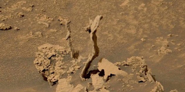 Находки на Марсе: «саксаул»
