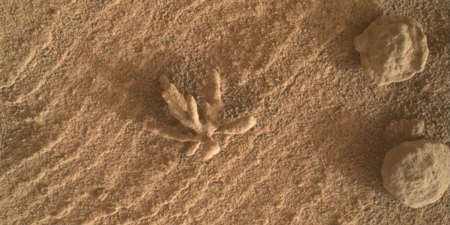 Находки на Марсе: «цветок»