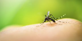 Учёные выяснили, почему одних людей комары кусают чаще других