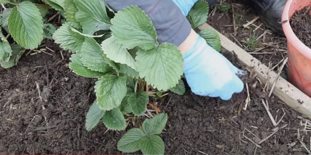 Как подготовить клубнику к зиме: замульчируйте почву вокруг растений