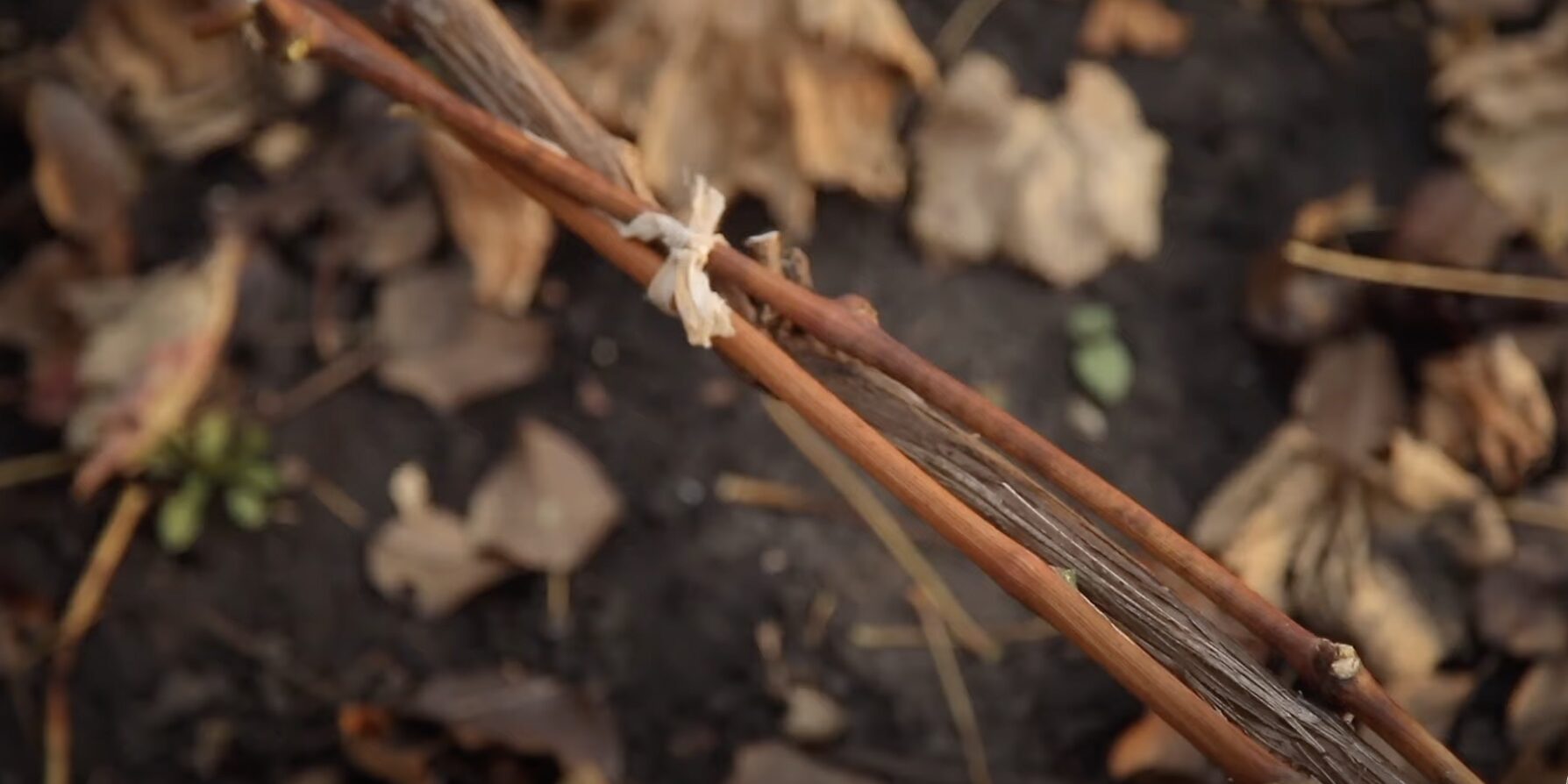 Обработка виноградной лозы осенью