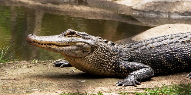 Аллигаторы и крокодилы — не одно и то же