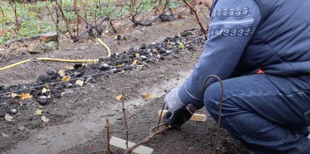 Как укрыть виноград на зиму: уложите лозу на бруски и закрепите её металлическими шпильками