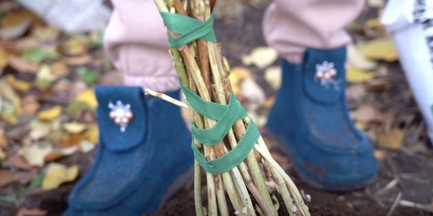 Как укрыть гортензию на зиму: соберите все стебли в пучок и свяжите их мягкой лентой или кусочком ткани