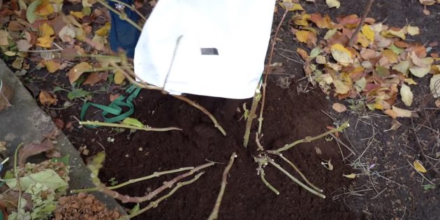Как укрыть гортензию на зиму: насыпьте под растение торф слоем 10–15 см