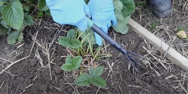 Как подготовить клубнику к зиме: разрыхлите почву в радиусе 13–15 см от основания каждого куста