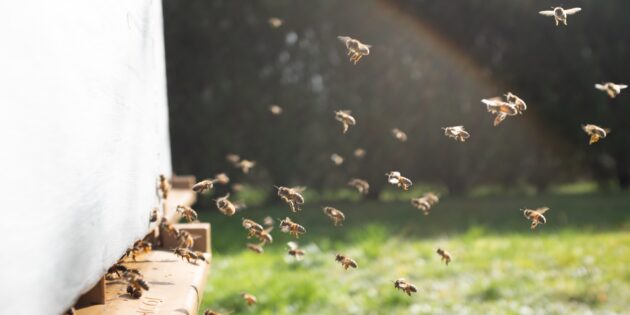 Удивительная природа: рой пчел создаёт столько же электричества, сколько и грозовая туча