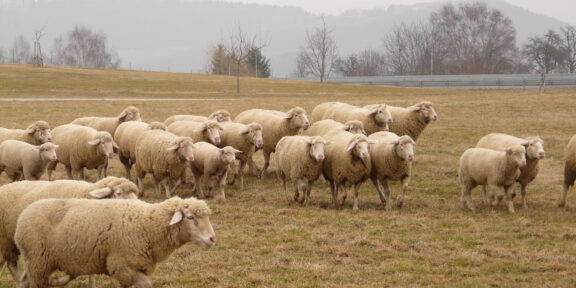 В Сети обсуждают странное поведение овец, которые уже больше 10 дней ходят по кругу
