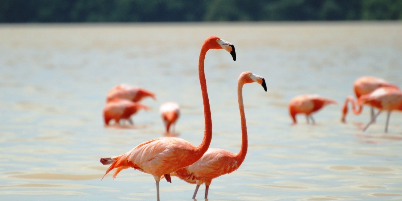 Почему розовые фламинго принимают такой ярко-розовый цвет: научное объяснение