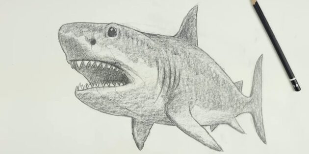 Как нарисовать реалистичную акулу мегалодона