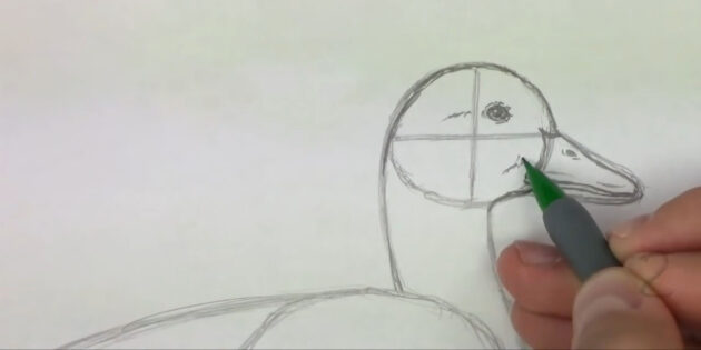 Как нарисовать реалистичную утку простым карандашом: добавьте деталей