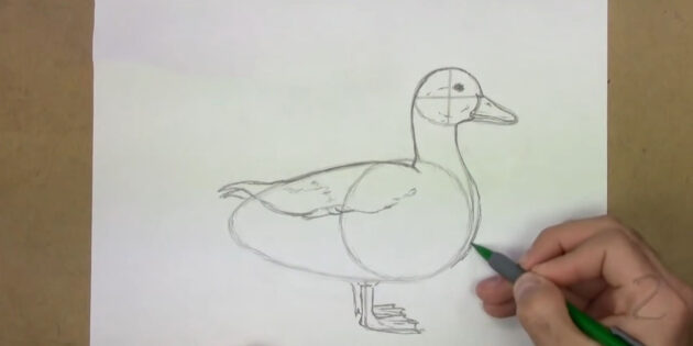 Как нарисовать реалистичную утку простым карандашом: прорисуйте грудь утки