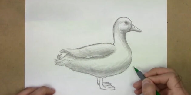 Как нарисовать реалистичную утку простым карандашом: заштрихуйте нижнюю часть утки