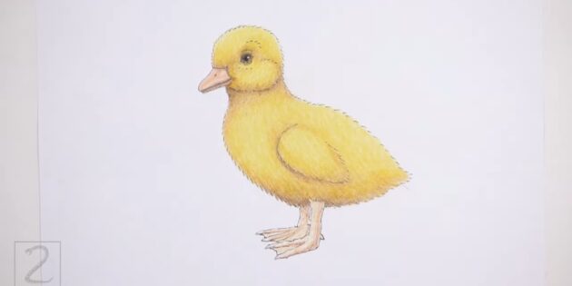 Как нарисовать реалистичного утёнка цветными карандашами: раскрасьте лапы