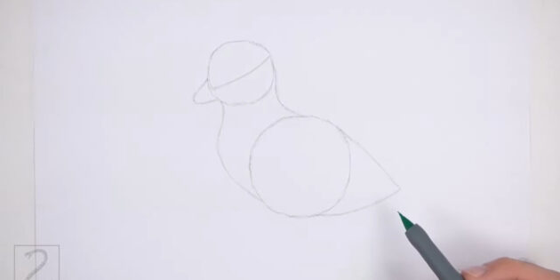 Как нарисовать реалистичного утёнка цветными карандашами: нарисуйте хвост
