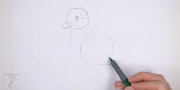 Как нарисовать реалистичного утёнка цветными карандашами: обведите утенка