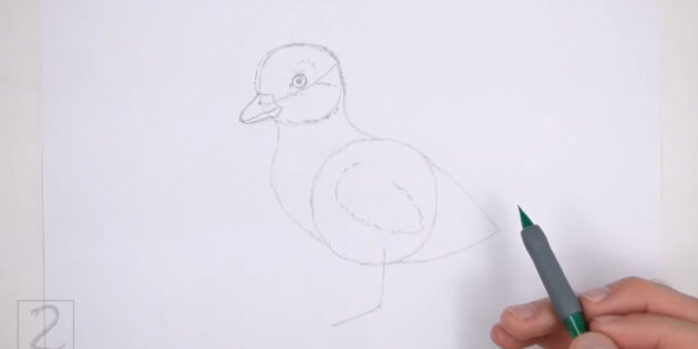 Как нарисовать реалистичного утёнка цветными карандашами: набросайте крыло