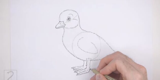 Как нарисовать реалистичного утёнка цветными карандашами: обведите контуры