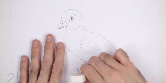 Как нарисовать реалистичного утёнка цветными карандашами: сотрите лишние линии