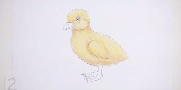 Как нарисовать реалистичного утёнка цветными карандашами: снова пройдитесь по рисунку жёлтым карандашом