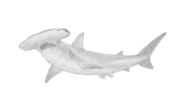 Как нарисовать реалистичную молотоголовую акулу