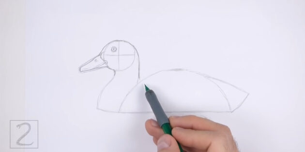 Как нарисовать реалистичную утку цветными карандашами: обведите голову и шею