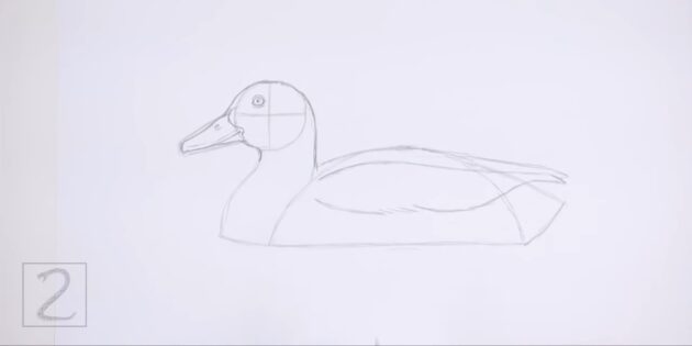 Как нарисовать реалистичную утку цветными карандашами: нарисуйте крыло