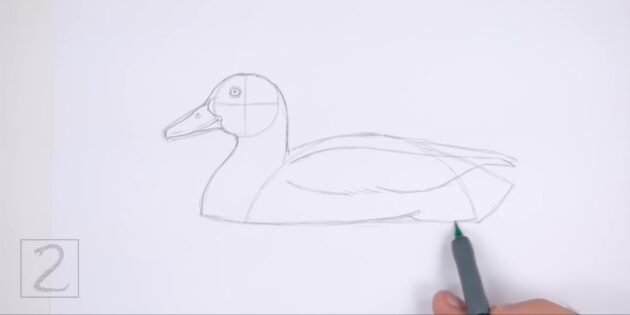 Как нарисовать реалистичную утку цветными карандашами: сделайте контуры ярче