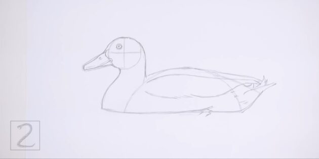 Как нарисовать реалистичную утку цветными карандашами: добавьте перьев