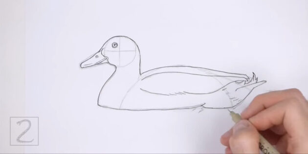 Как нарисовать реалистичную утку цветными карандашами: обведите утку
