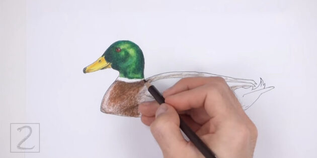 Как нарисовать реалистичную утку цветными карандашами: начните раскрашивать туловище