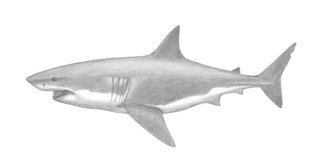 Как нарисовать реалистичную белую акулу