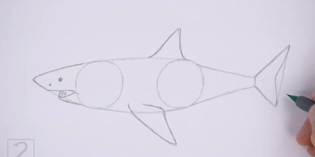 Как нарисовать реалистичную белую акулу: обведите акулу