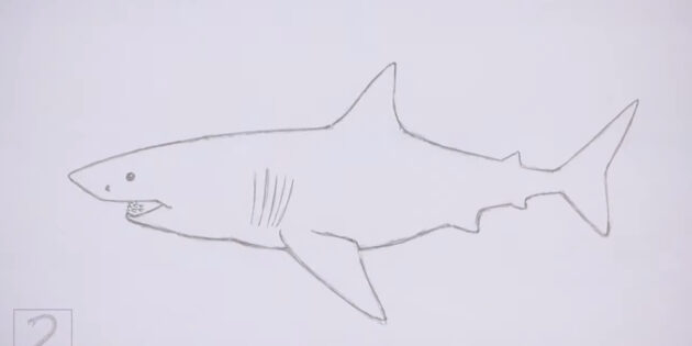 Как нарисовать реалистичную белую акулу: сотрите лишние линии