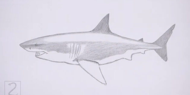 Как нарисовать реалистичную белую акулу: закрасьте корпус
