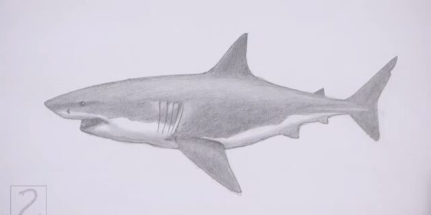 Как нарисовать реалистичную белую акулу: продолжайте накладывать тон