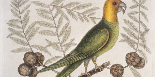5 фактов о попугаях, которые точно заставят вас удивиться