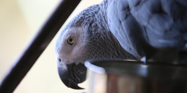 5 фактов о попугаях, которые точно заставят вас удивиться