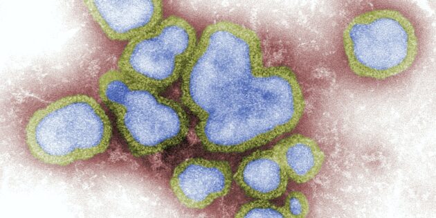 5 фактов о вирусах, которые могут вас заинтересовать