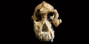 Антропологи воссоздали лицо древнего предка человека по черепу возрастом 3,8 миллиона лет