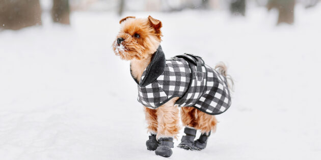 Почему собакам нужна зимняя одежда и как её правильно выбрать