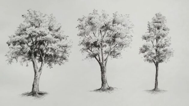 Рисунок молодых деревьев для срисовки